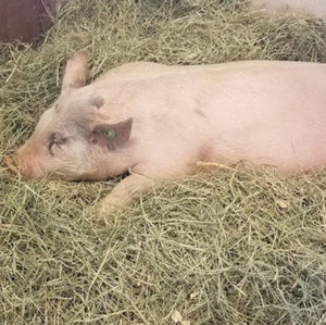 Meet your Posher, Mandi